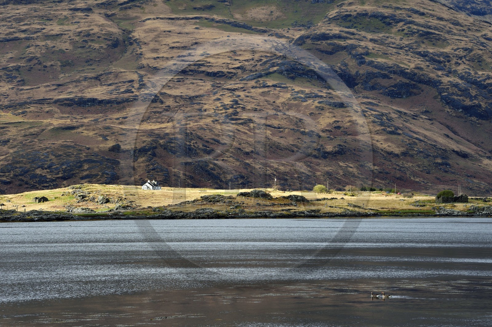 Royaume-Uni, Ecosse, Highland, Hébrides intérieures, Ile de Mull, maison traditionnelle au bord du Loch Scridain