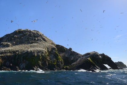 France, Côtes-d'Armor (22), Perros-Guirec, archipel et réserve ornithologique de Sept-Iles, Ile Rouzic, colonie de fous de Bassan (Morus bassanus), unique point de nidification en France pour plus de 20000 couples