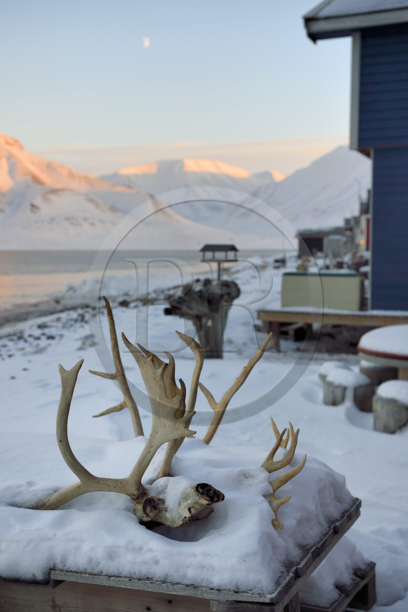 Norvège, Svalbard, Spitzberg, Longyearbyen, maisons en bois en bordure de l'Adventfjorden, crâne de renne