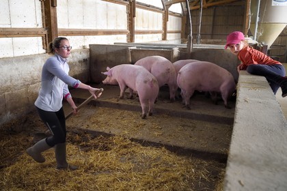 France, Ardèche (07), parc naturel régional des Monts d'Ardèche, massif du Mézenc, Lac-d'Issarlès, Ferme de La Louvèche, l'agricultrice Stéphanie Coquart et sa fille s'occupent des cochons dans la porcherie