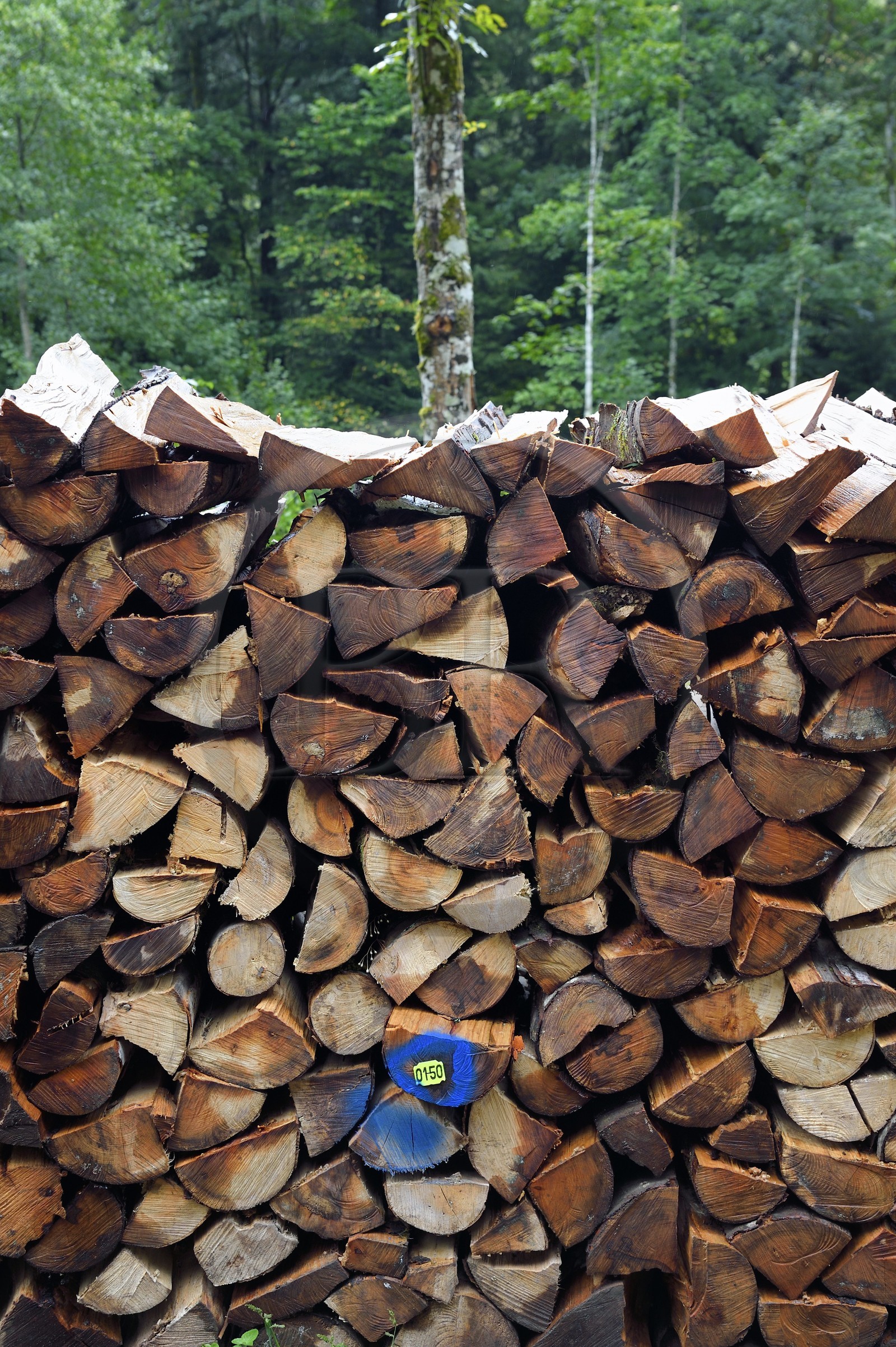 France, Haut-Rhin (68), Parc naturel régional des ballons des Vosges, vallée de Storckensohn à l'ouest de Fellering, cordes de bois d'affouage de hêtre, vendu aux habitants des vallées pour leur chauffage