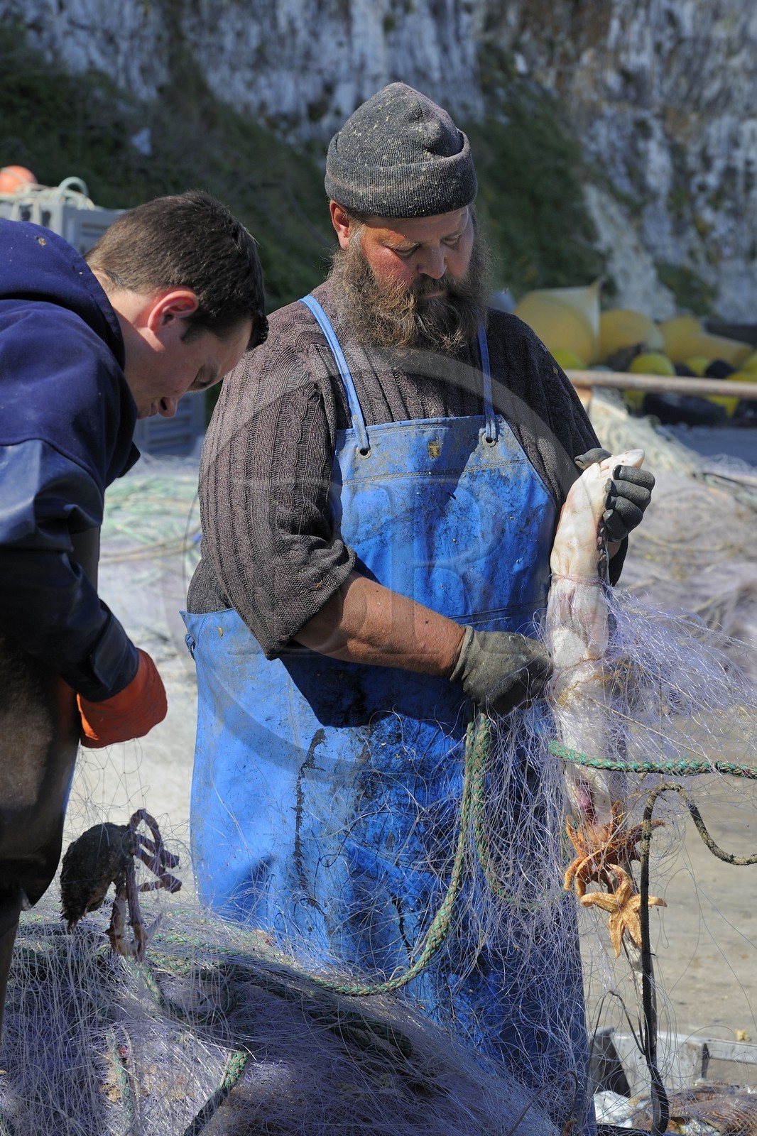 France, Seine-Maritime (76), Veules-les-Roses, pêcheur récupérant la pêche du jour des filets