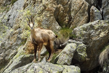 France, Alpes-Maritimes (06), parc national du Mercantour, chamois (Rupicapra rupicapra) dans le vallon de la Madone de Fenestre