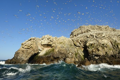 France, Côtes-d'Armor (22), Perros-Guirec, archipel et réserve ornithologique de Sept-Iles, Ile Rouzic, colonie de fous de Bassan (Morus bassanus), unique point de nidification en France pour plus de 20000 couples
