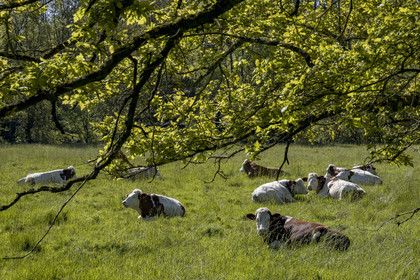 France, Vendée (85), Mortagne-sur-Sèvre, vaches au pré