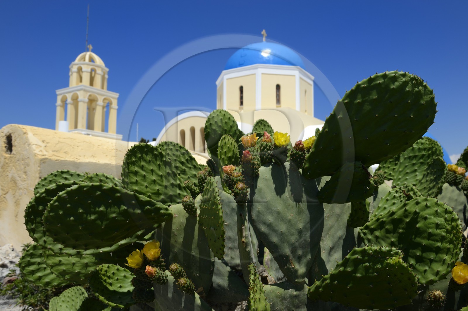 Grèce, Les Cyclades, mer Égée, île de Santorin (Thira ou Théra), village de Oia, figuier de barbarie