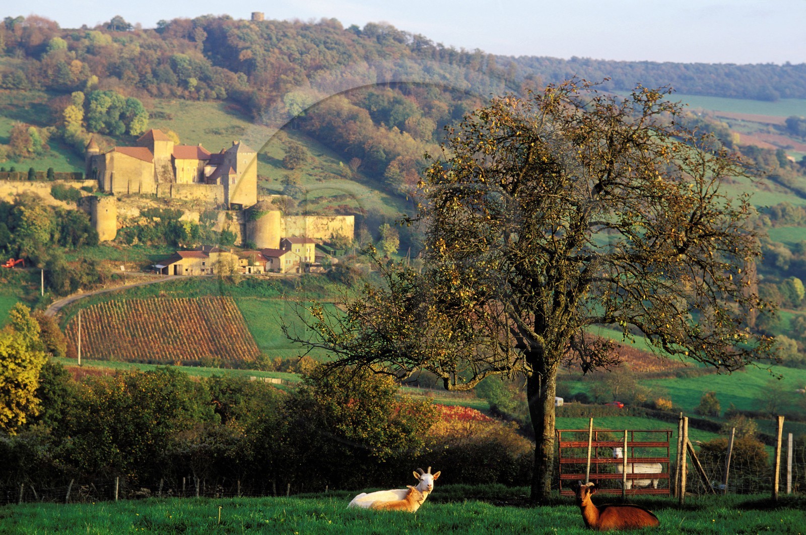 France, Saône-et-Loire (71), le château de Berzé-le-Châtel