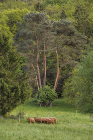France, Bas-Rhin (67), Parc naturel régional des Vosges du Nord, Lembach, , vaches highlands introduites dans les années 1990 pour débroussailler les friches humides de fonds de vallées