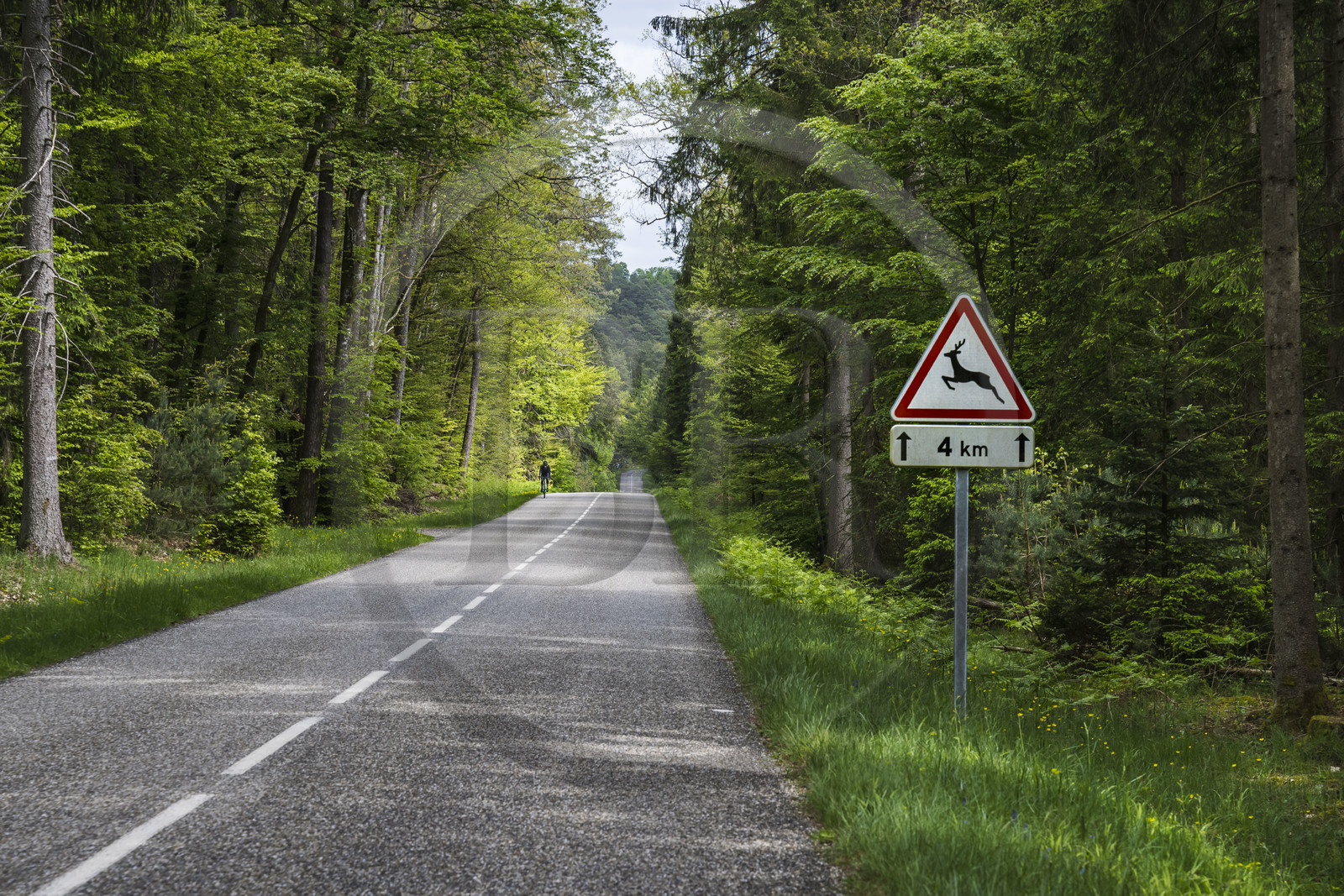 France, Bas-Rhin (67), Parc naturel régional des Vosges du Nord, Obersteinbach, foret domaniale de Steinbach, cycliste sur la route départementale D3 et panneau de signalisation de passage de gibier