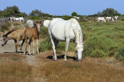 France, Bouches-du-Rhône (13), Parc naturel régional de Camargue, vers l'étang de Malagroy, manade Jacques Mailhan, chevaux de Camargue dans la sansouire