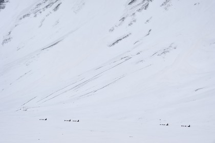 Norvège, Svalbard, Spitzberg, attelages de chiens de traineau dans la vallée de Adventdalen vers Longyearbyen