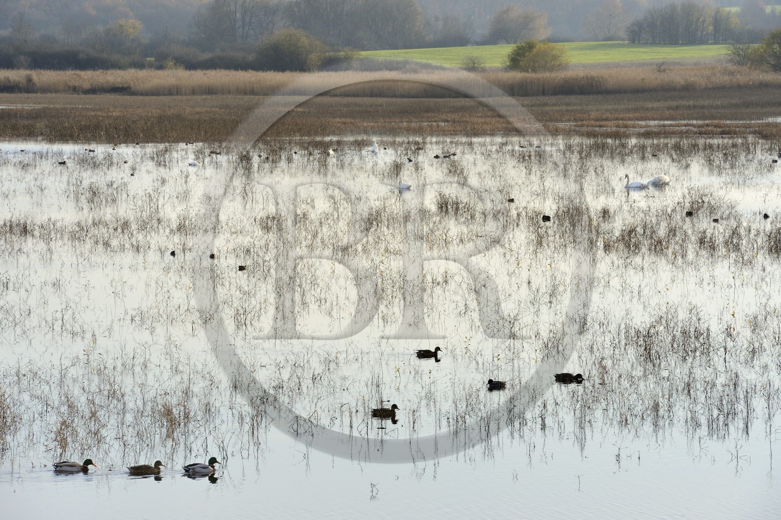 France, Indre (36), le Berry, parc naturel régional de la Brenne, canards et cygnes sur l'étang Purais