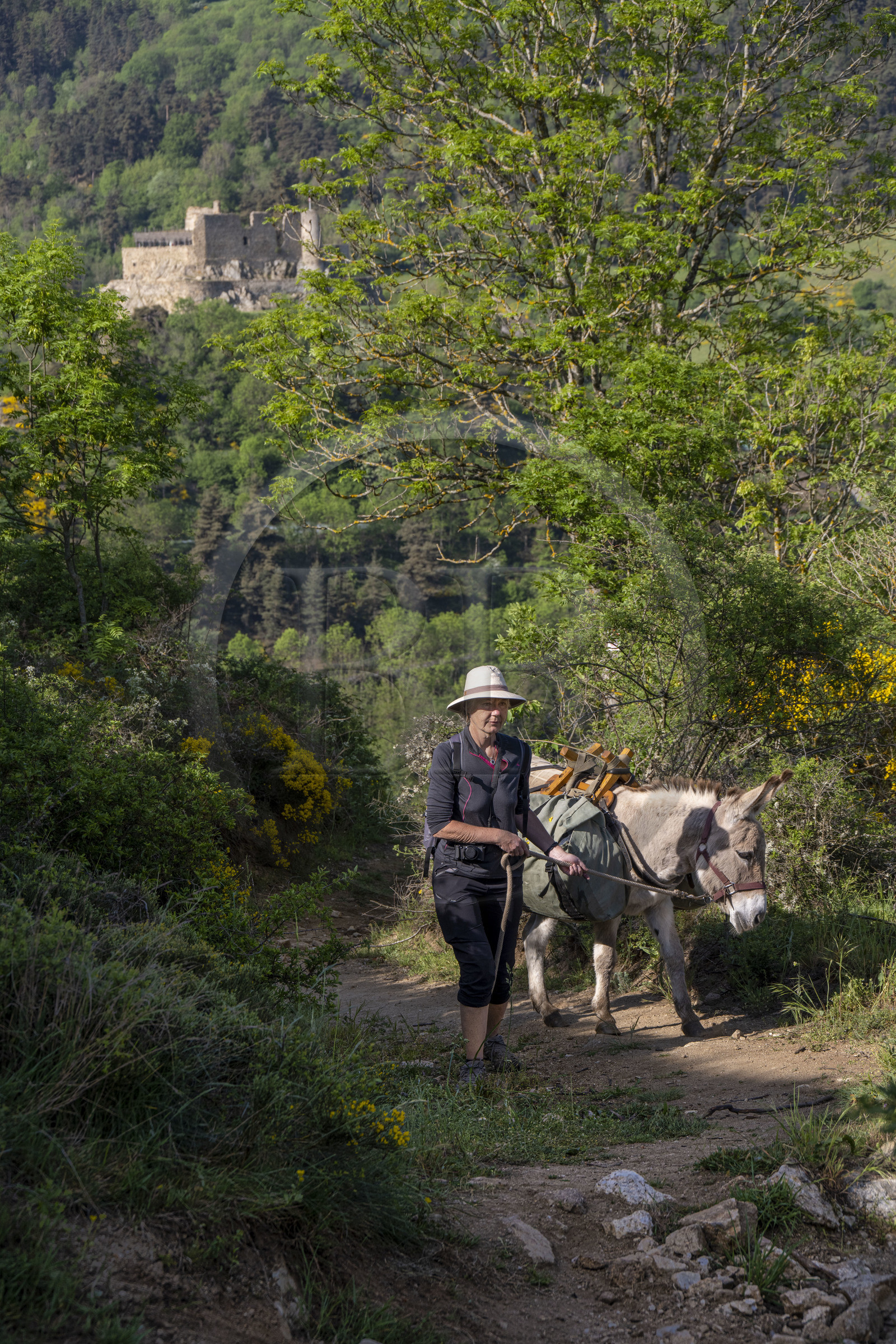 France, Haute-Loire (43), Goudet, le chateau de Beaufort construit vers 1200 domine la vallée de la Loire, randonnée avec un âne sur le chemin de Stevenson (GR 70)