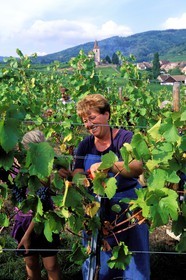 France, Haut-Rhin (68), Route des vins d' Alsace, Hunawihr, labellisé Les Plus Beaux Villages de France, les vendanges