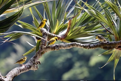 France, Ile de la Reunion, Parc national de La Réunion, classé Patrimoine Mondial de l'UNESCO, Sainte-Rose, anse des Cascades, tisserin gendarme (Ploceus cucullatus) aussi appelé Oiseau Bellier ou Zwazo Belye