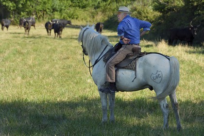 France, Bouches-du-Rhône (13), Parc naturel régional de Camargue, Mas du Menage, manade Saint Antoine (Cauzel), gardians avec les taureaux camarguais appellés Raço di Biou