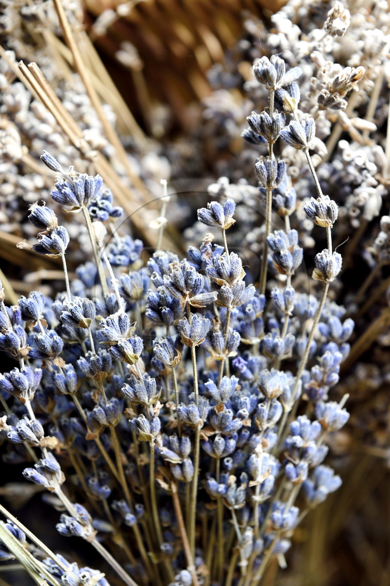 France, Alpes-de-Haute-Provence (04), La Mure-Argens, lavande