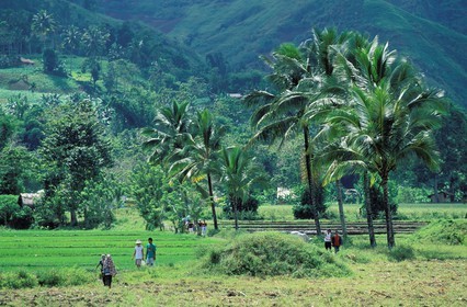 Philippines, île de Mindanao, Région du Lac Sebu Retour des champs