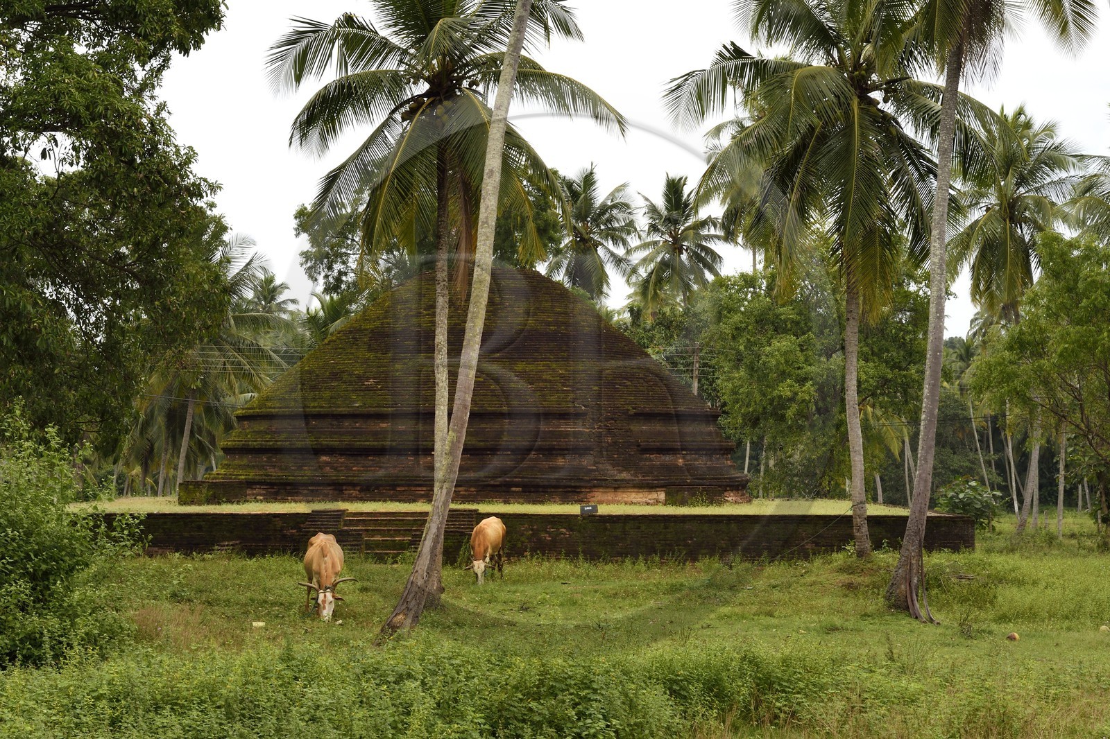 Sri Lanka, province du centre, district de Padeniya, Ruines du XIIème siècle de la capitale temporaire de Paduwasnuwara, dagoba dans le quartier des moines