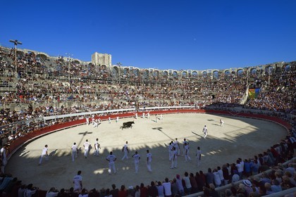 France, Bouches-du-Rhône (13), Arles, la course camarguaise  de la Cocarde d'Or aux Arènes