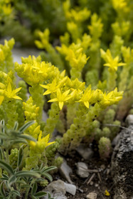 France, Vaucluse (84), Dentelles de Montmirail, crêtes de Saint-Amand, Orpin acre (Sedum acre) dans la garrigue