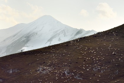 Azerbaïdjan, région de Quba (Guba), chaine de montagne du Grand Caucase, randonnée entre le village de Qalaxudat et de Giriz, berger et son troupeau de moutons
