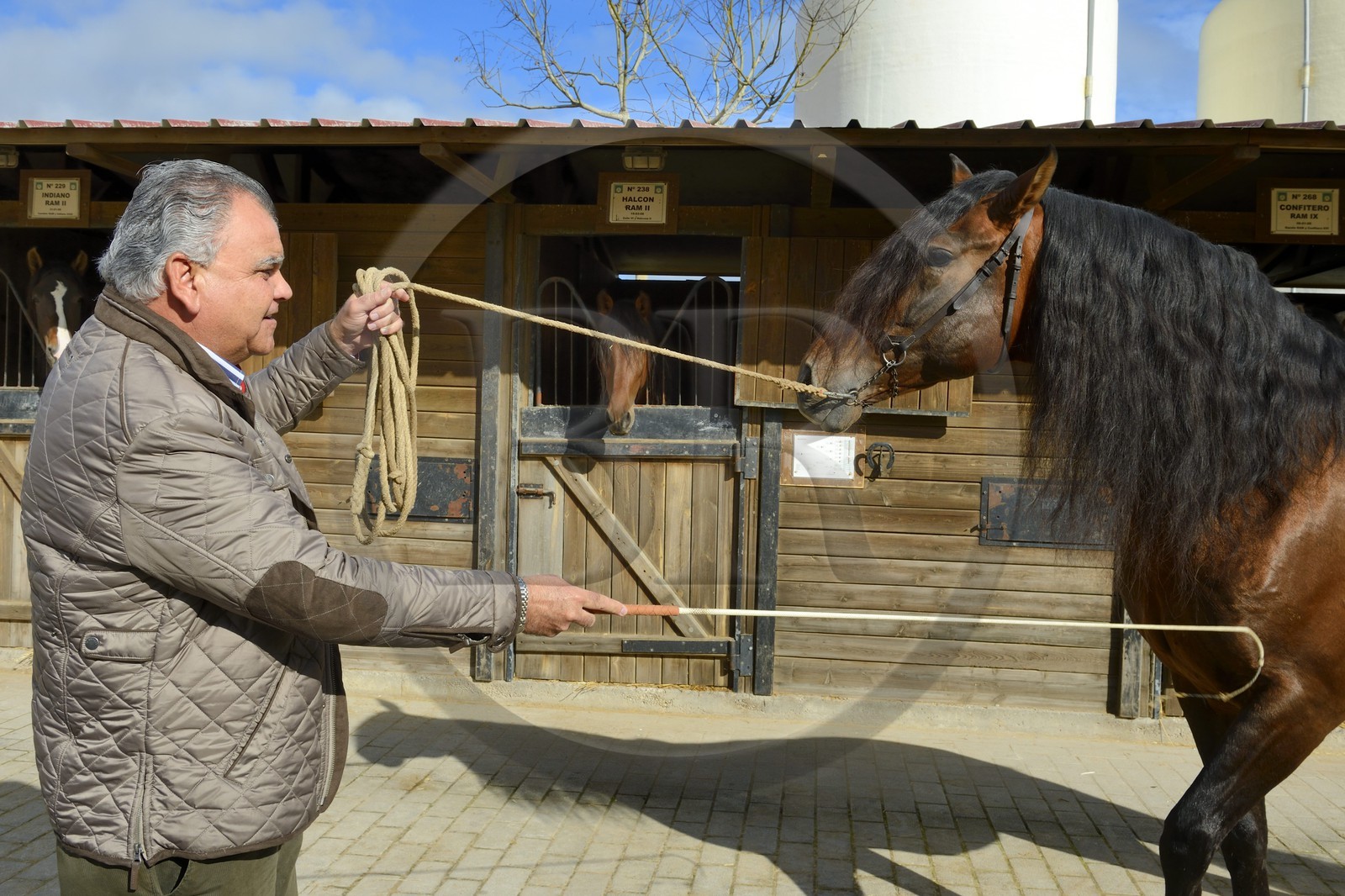 Espagne, Andalousie, province de Séville, Utrera, le haras Ayala (Yeguada Ayala), le propriétaire Rafael Ayala éleveur de Pure race espagnole ou PRE (Pura Raza Espanola)