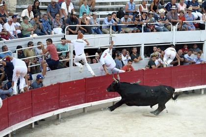 France, Bouches-du-Rhône (13), Arles, la course camarguaise  de la Cocarde d'Or aux Arènes