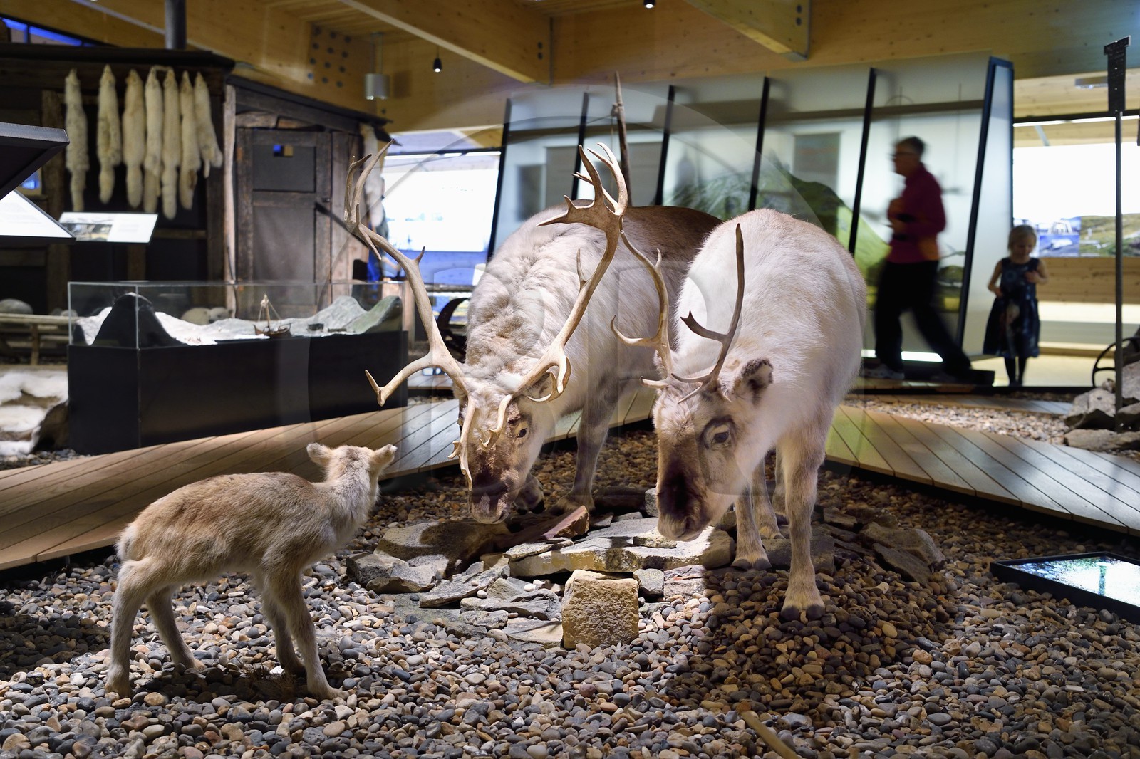 Norvège, Svalbard, Spitzberg, Longyearbyen, Svalbard museum, renne de Svalbard (Rangifer tarandus platyrhynchus)