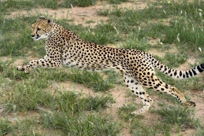 Namibie, Otjiwarongo, Cheetah Conservation Fund, centre de recherche et d'éducation, guépard (Acinonyx jubatus) entrainé à courir pour rester en forme et sain
