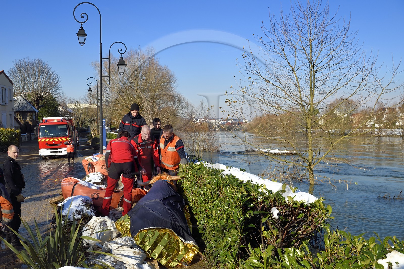 France, Val-de-Marne (94), les bords de Marne, Le Perreux-sur-Marne, une vache de type Highland Cow sauvée de la noyade dans la Marne par les pompiers