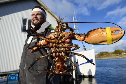 Suède, Västra Götaland, Iles Koster, Sydkoster, port de Ekenäs, retour de pêche au homard