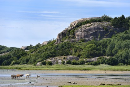 Suède, Västra Götaland, vaches en bordure d'un fjord à Bovallstrand sur la côte Ouest