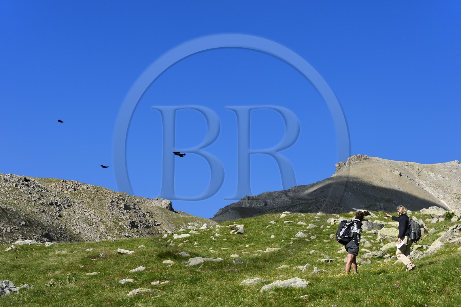 France, Alpes-de-Haute-Provence (04), Uvernet-Fours, parc national du Mercantour, vallée de l'Ubaye, col de la Cayolle (2326 m), vol de Chocards à bec jaune (Pyrrhocorax graculus)