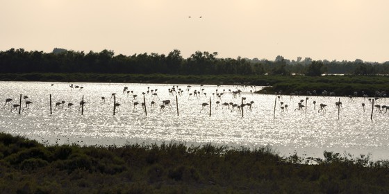 France, Bouches-du-Rhône (13), Parc naturel régional de Camargue, étang de Malagroy, flamants roses (Phoenicopterus roseus)