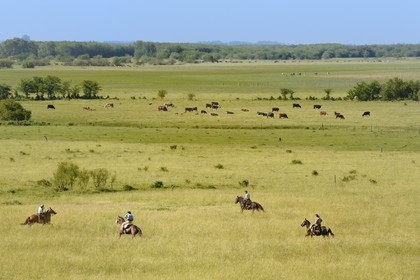 Argentine, province de Buenos Aires, San Antonio de Areco, estancia La Bamba de Areco, gauchos à cheval dans la pampa
