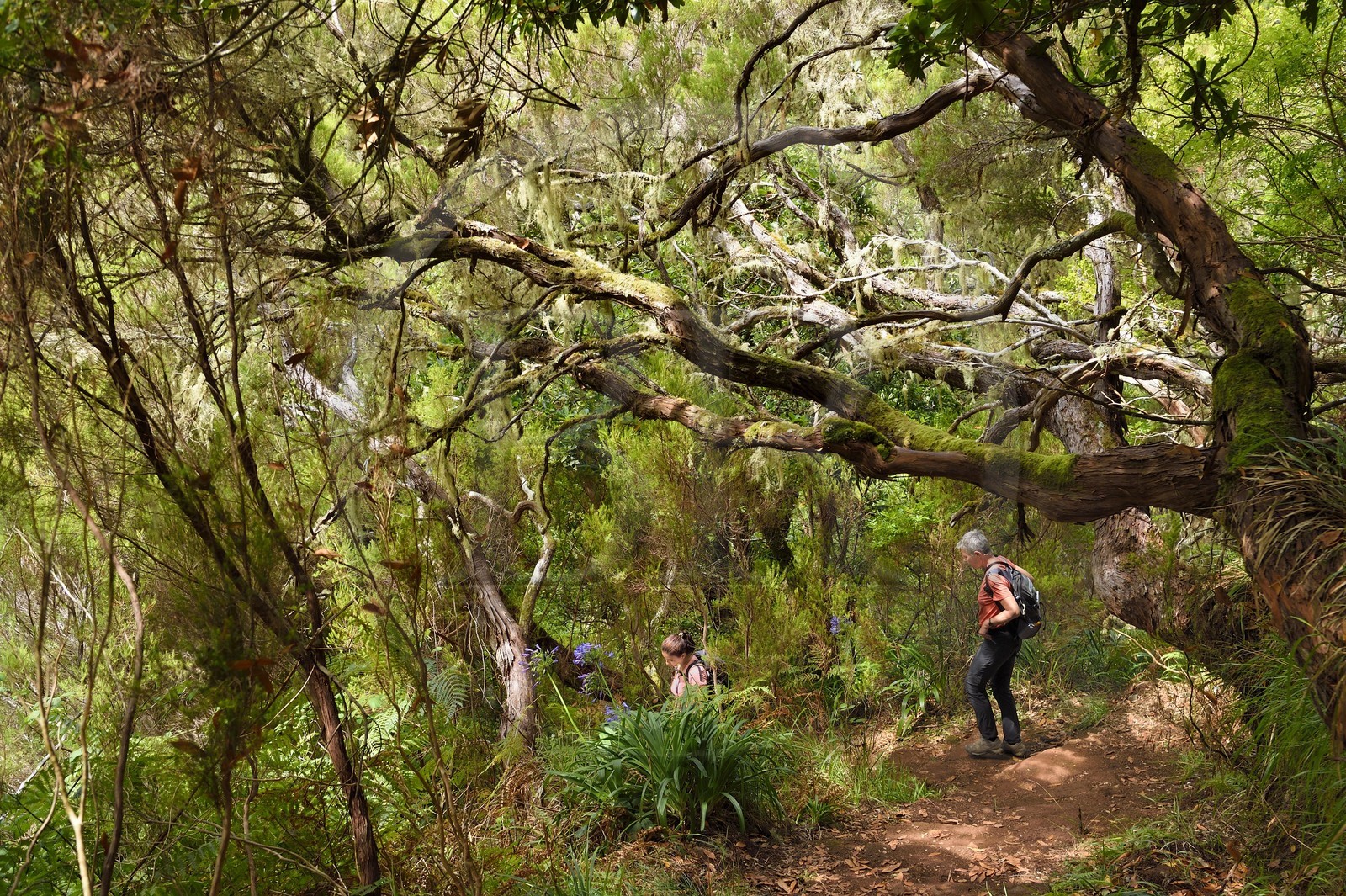 Portugal, Ile de Madère, Portugal, Ile de Madère, randonnée par la levada do Alecrim dans La forêt de Rabaçal, la forêt Laurissilva classée Patrimoine Mondial de l'UNESCO, unique vestige de la forêt primaire qui recouvrait le sud de l’Europe il y a des millions d’années, sentier sous les bruyères arborescentes
