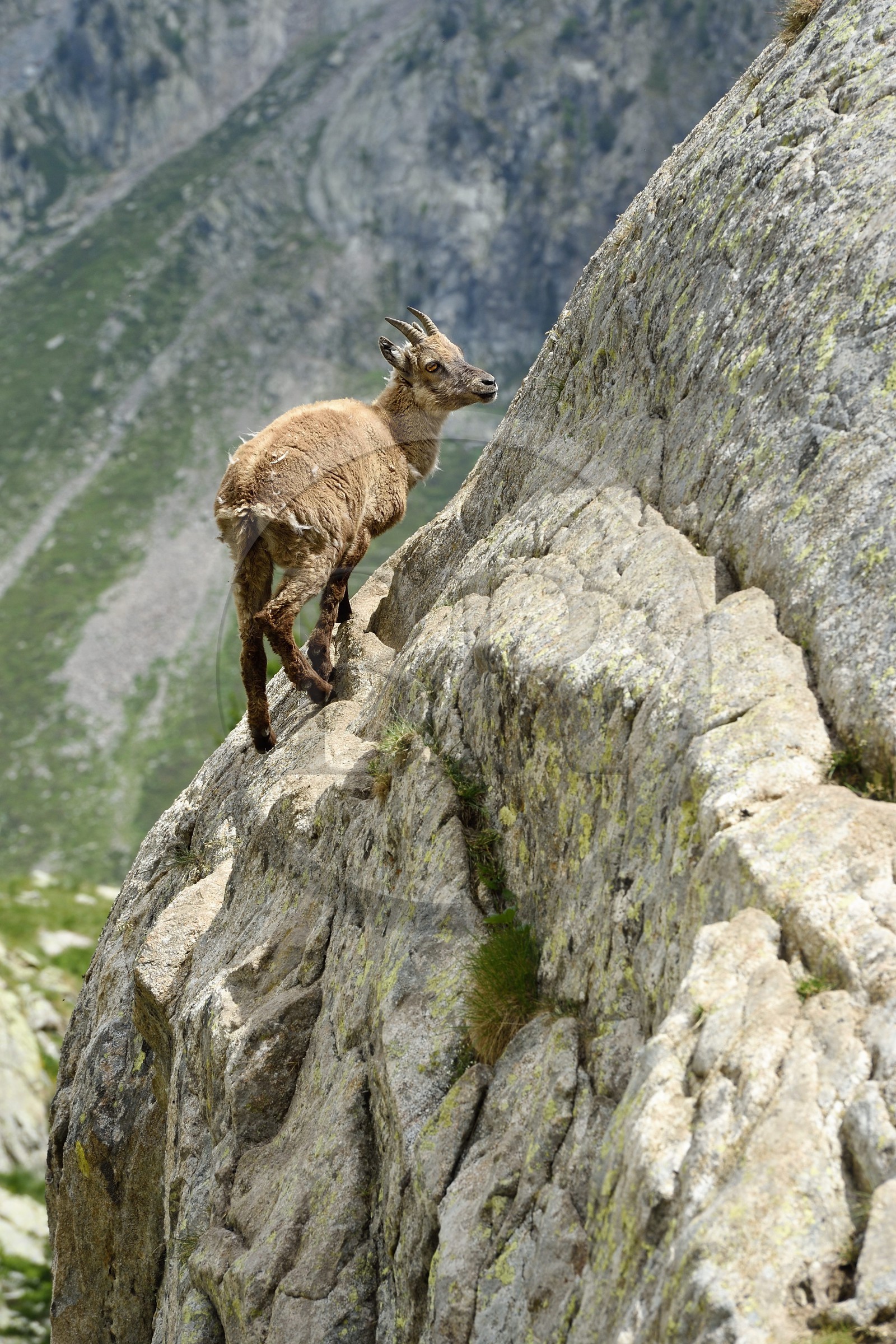 France, Alpes-Maritimes (06), parc national du Mercantour, vallée de la Valmasque, étagne, bouquetin (Capra ibex) femelle des Alpes