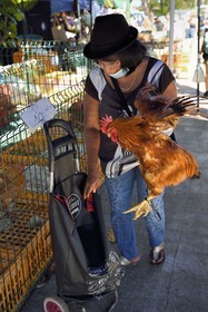 France, Ile de la Reunion, Saint-Pierre, le marché du samedi, les étals de volailles