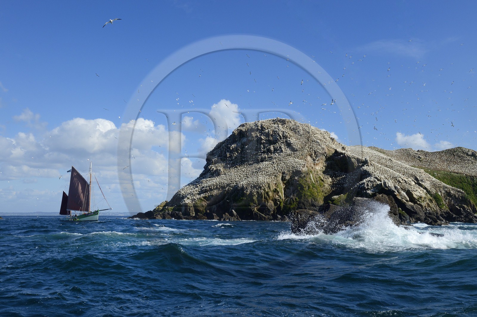 France, Côtes-d'Armor (22), Perros-Guirec, archipel et réserve ornithologique de Sept-Iles,  le voilier traditionnel Sant C'hireg (Saint Guirec) devant l'Ile Rouzic, colonie de fous de Bassan (Morus bassanus), unique point de nidification en France pour plus de 20000 couples