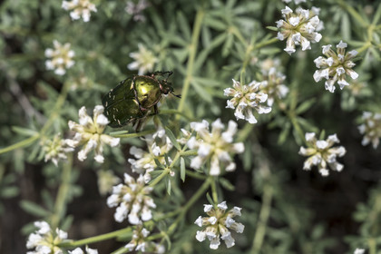 France, Vaucluse (84), Dentelles de Montmirail, Crestet, cétoine dorée (Cetonia aurata) aussi appelé hanneton des roses