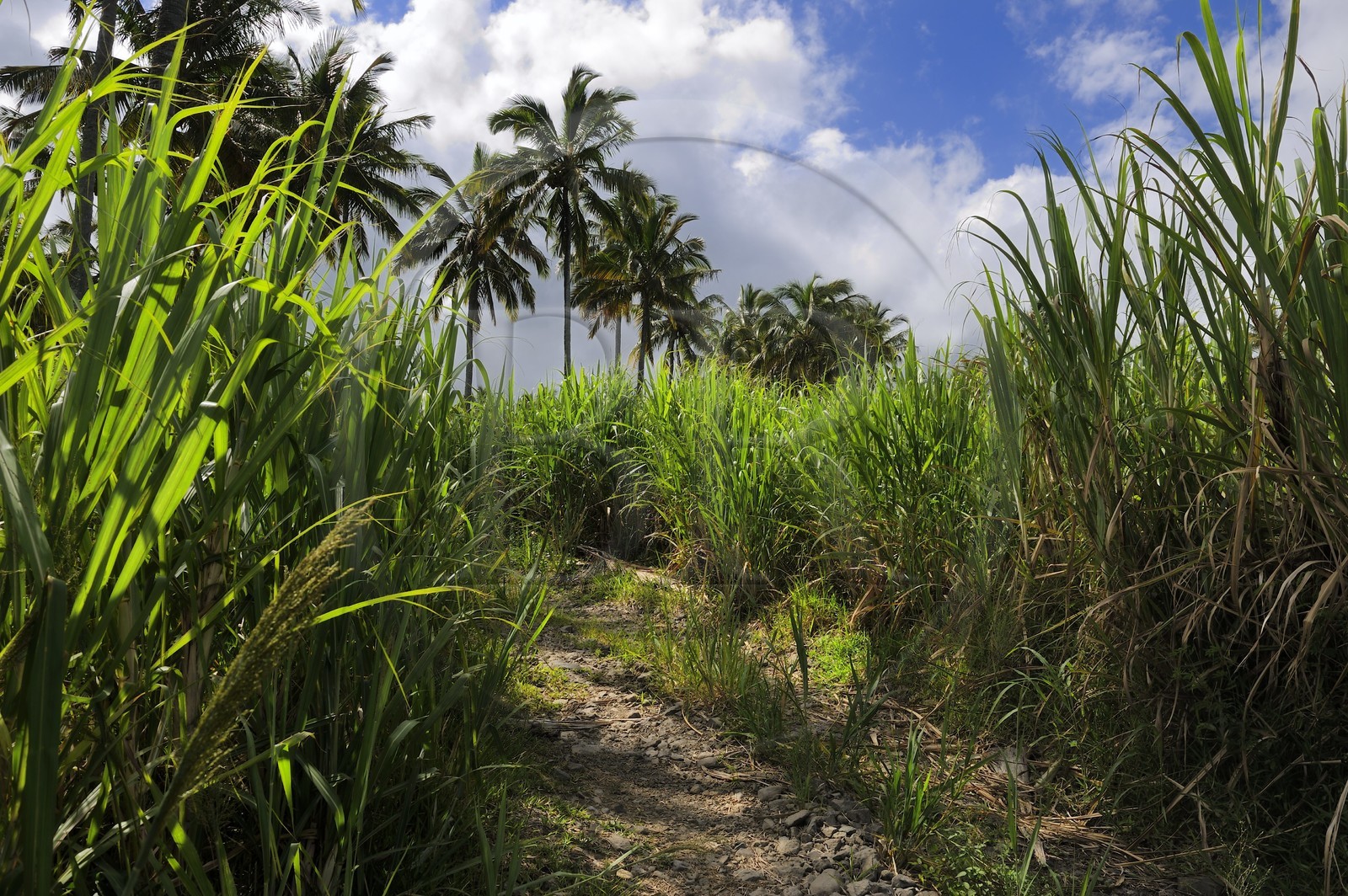 France, Ile de la Reunion, côte sud, Saint-Philippe, champ de canne a sucre