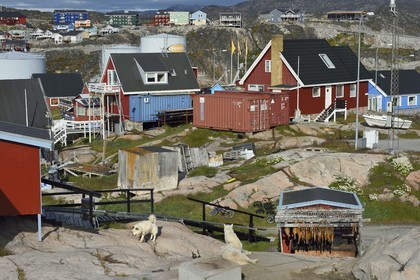 Groenland, cote ouest, baie de Disko, Ilulissat, habitat très divers, chiens de traineau et séchoir à morues