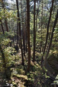 France, Bas-Rhin (67), Mont Saint-Odile, la forêt au pied du Mur Païen, vestige d'un mur d'enceinte probablement de l'époque mérovingienne d'une longueur totale de onze kilomètres