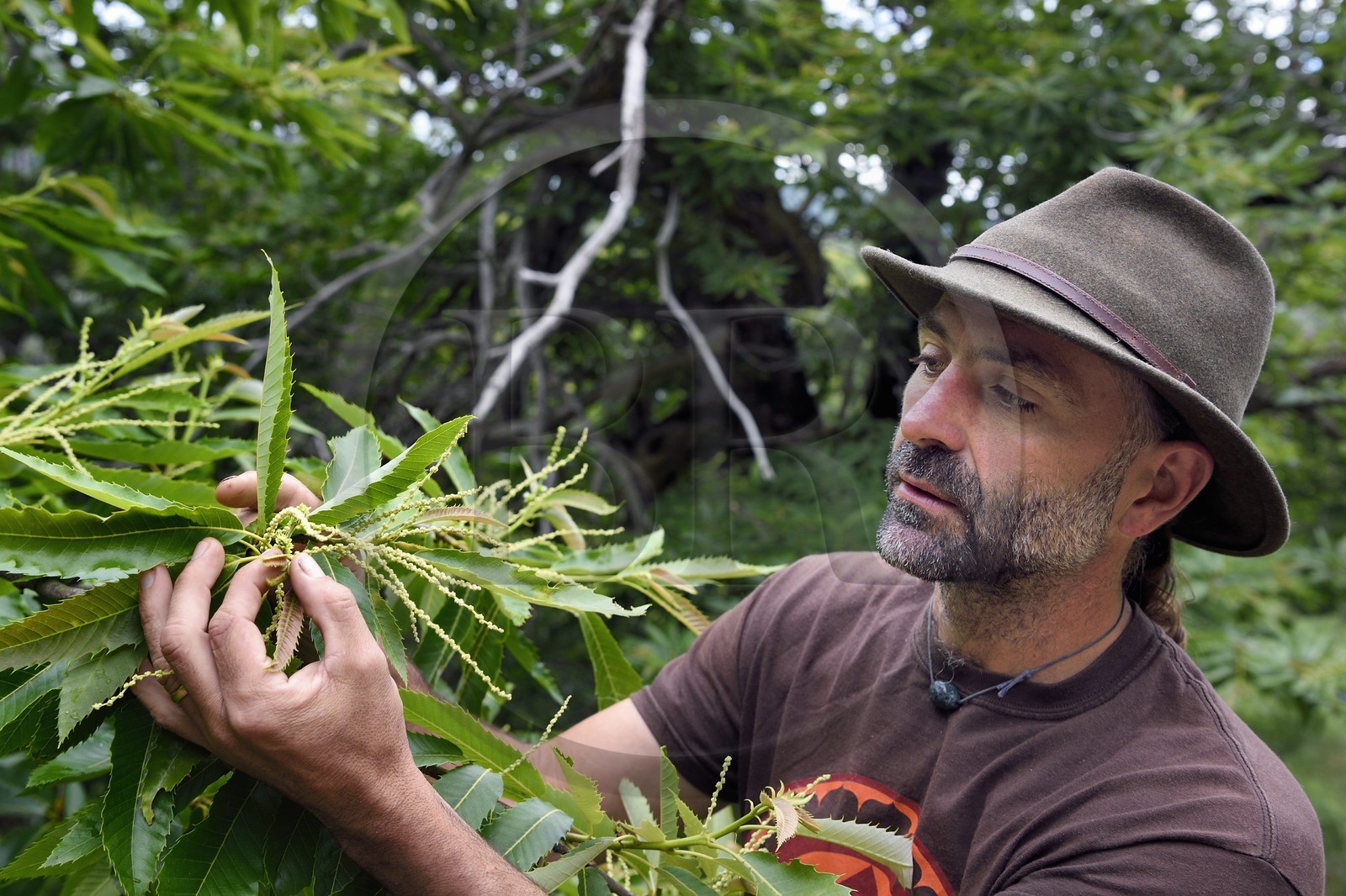 France, Var (83), Massif des Maures, Collobrières, vallon de l’Aurier, le forestier Fabien Tamboloni nous montre des fleurs de chataigniers