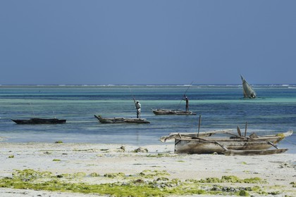 Tanzanie, archipel de Zanzibar, île de Unguja (Zanzibar), côte Sud-Est, Bwejuu, pêcheurs sur des dhow (boutre traditionnel)