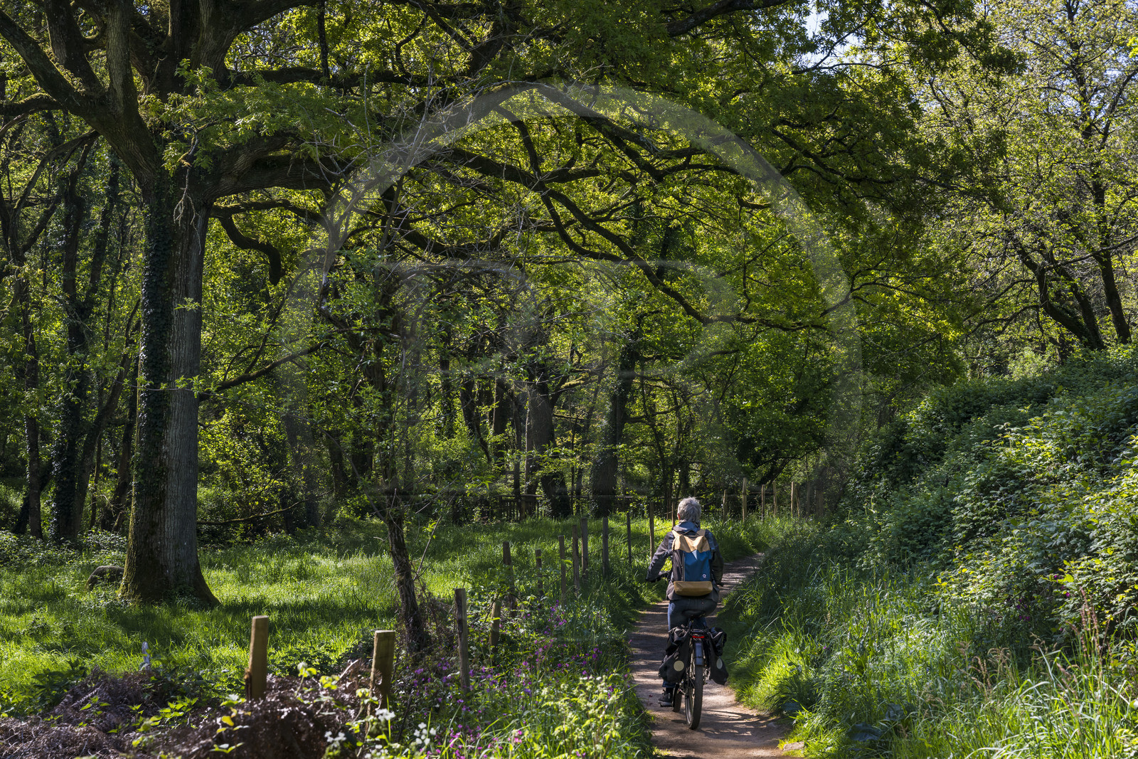 France, Vendée (85), Saint-Laurent-sur-Sèvre, randonnée cycliste sur la piste de la véloroute Vendée Vélo Tour, passage de la forêt de la Barbinière