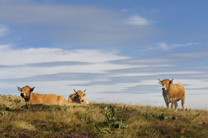 France, Cantal (15), monts du Cantal, Parc Naturel Régional des Volcans d' Auvergne, vaches de Salers au sommet du Plomb du Cantal (1855m)