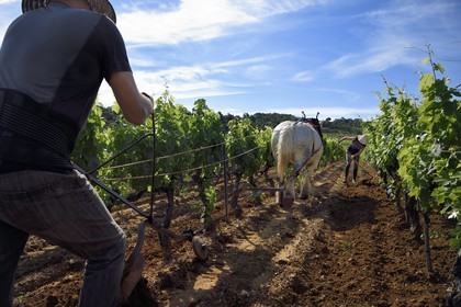 France, Var (83), Presqu'Ile de Saint-Tropez, Gassin, domaine de la Rouillère, Jean-Louis et Christine Calla décavaillonnent une parcelle de vigne avec leur jument percheronne et une charrue