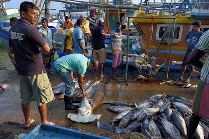 Sri Lanka, Province du Sud, Matara (district), Weligama, port de pêche de Mirissa, pesée et vente de poissons sur le quai au retour de la pêche, requin marteau